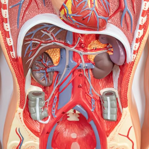 Human Circulatory System Relief Model – Half Life Size