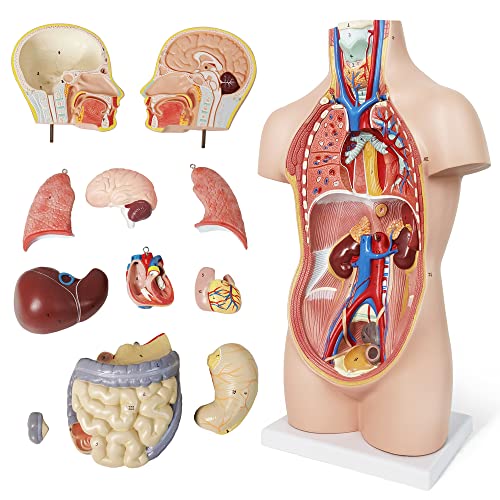 NEW HORIZON 20" Removable 12 Parts Human Torso Model,Showing Section of Brain,Neck Dissected Exposes Muscular Neural,Vascular and Glandular Structure,Anatomy Model for Medical,Educational apparatus