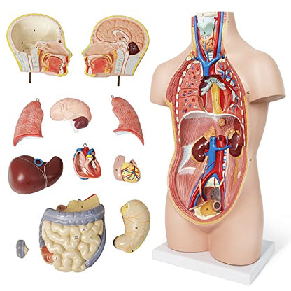 NEW HORIZON 20" Removable 12 Parts Human Torso Model,Showing Section of Brain,Neck Dissected Exposes Muscular Neural,Vascular and Glandular Structure,Anatomy Model for Medical,Educational apparatus