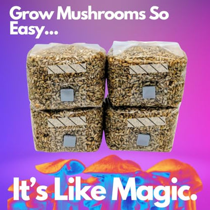 4 x 1lb - Rye Grain Mushroom Spawn Bags, with Injection Ports