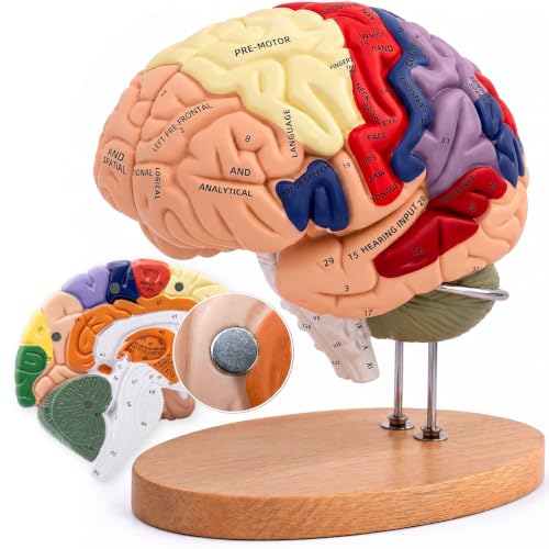 Professional 2X Life-Size Human Brain Model with Stand