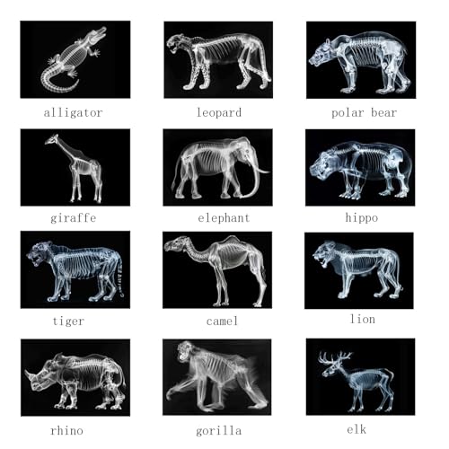 Animal X-Ray Set, Educational Science Kit, Light Table Accessory for Children (Wild Animals) - style: Wild Animals