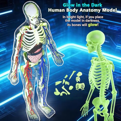 3D Human Body Model with Removable Bones,Organs,Blood Vessels,Transparent Anatomy Figure with Luminous Design, DIY Model for Study,Teaching Demonstration,Science Early Learning - color: Transparent Set