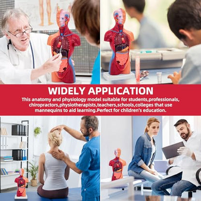 11 Inch Small Human Body Model for Anatomy Study - 15 Detachable Parts Educational Torso with Internal Organs, DIY Assembly Anatomy Model for Students, Teachers, and Medical Healthcare Professionals