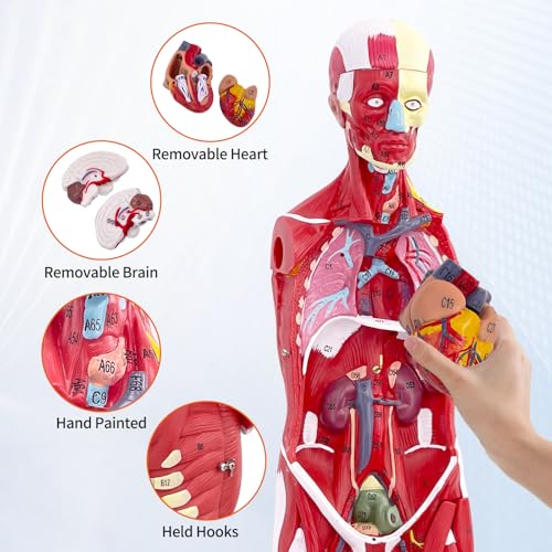 SFXYJ Human Anatomy Muscle Model, 27 Part 1/2 Life Size 33” Human Body Muscular System Model with Removable and Muscle Anatomy Includes Detailed Color Product Manual for Medical Educational Training