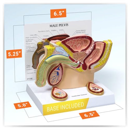 GPI Anatomicals Human Anatomy Model of Male Pelvis with Testicles - style: Male Pelvis with Testicles