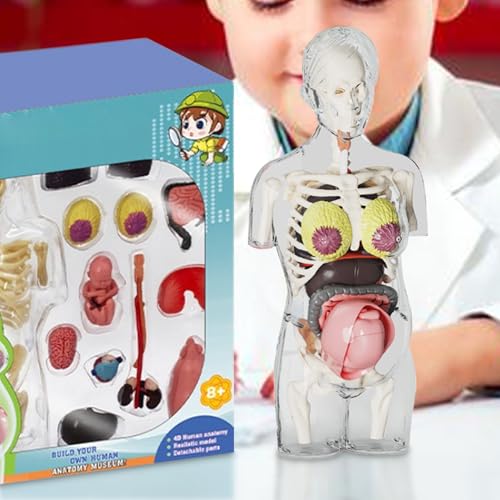 Human Body Model for Kids | Pregnancy Skeleton Model Toy | Anatomical Assembly Educational Toys for Children Classroom Students Learning Enthusiasts Preschool