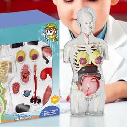 Human Body Model for Kids | Pregnancy Skeleton Model Toy | Anatomical Assembly Educational Toys for Children Classroom Students Learning Enthusiasts Preschool