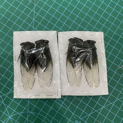 4 Real Cicada Specimens Open Wings Unmounted Taxidermy VE102X4-UPCANH - color: 4 Beetle #102 Folded Wings