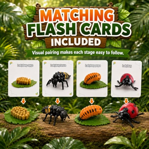 Montessori Life Cycle Animal Figures with Flash Cards, Lifelike Animal Growth Cycle Biological Model Set (Ladybug) - style: Ladybug