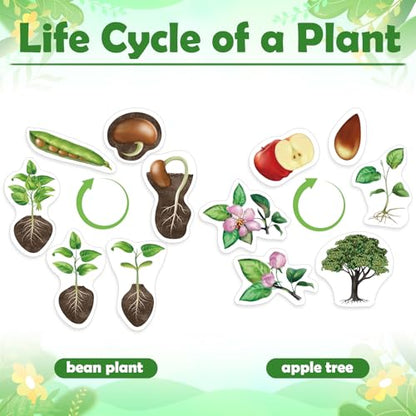 Relaxweex 12 Pcs Magnetic Plant Life Cycle Toys for Kids Educational Preschool Science Center Materials Plant Life Cycle for Kids Science Exploration Activities Learning Game Classroom Supplies