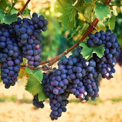 Non-GMO Fruit Seeds Assortment (430PCS) - 100 Grape, 100 Apple, 100 Kiwi, 10 Sugar Apple, 100 Mulberry, 20 Cherry Seeds, Adaptable for Pots & Gardens, Indoor Outdoor Usage