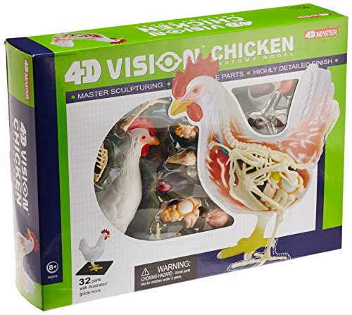 4D Chicken Anatomy Model Kit, STEM Biology Learning Toy, Ages 8+