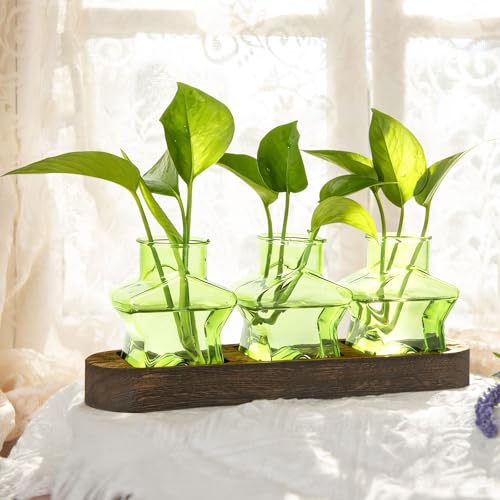 XXXFLOWER Plant Propagation Station with Wooden Stand 3 Green Star Jars - color: Green