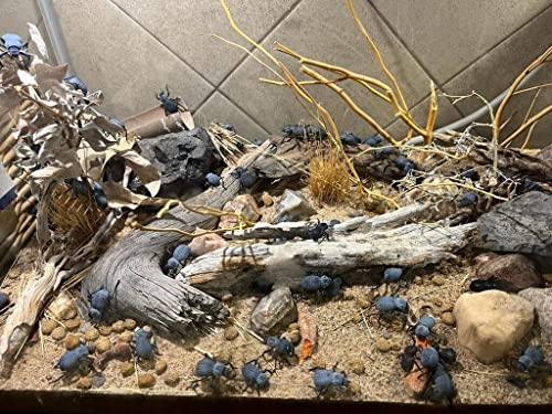 Flawed Blue Death Feigning Beetle (Group of 10) - Fun & Easy Care - Live Ironclad Beetle!