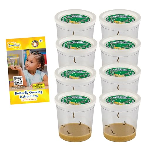 Insect Lore 40 Live Baby Painted Lady Caterpillars | 8 Cups of Caterpillars Basic, 5 Per Cup - Refill for Butterfly Kit | Caterpillars and Food Included - style: 8 Cups Basic