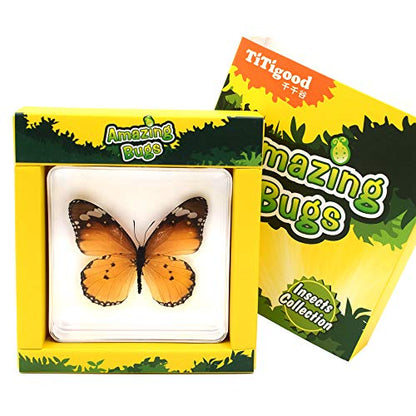 Real Insect Butterfly Specimen Paperweight Animal Taxidermy Collection Display Sciecne Classroom Specimen for Science Education (Butterfly 2) - color: Butterfly 2