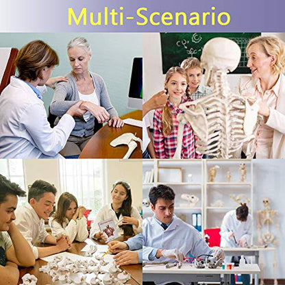 Disarticulated Human Skeleton Model for Anatomy 67 inch High, Full Size
