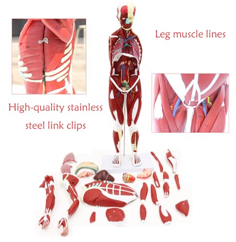 Anatomical Human Muscular Figure Model with 347 Number with 27 Removable Parts Muscle Organ Model Training Manikin Model for Teaching 33.5'' Tall,1/2 lifesize