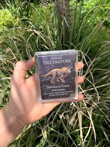 Authentic Triceratops Fossil Bone Gift Box - 67 Million Year Old Cretaceous Specimen in Lucite Case, Montana