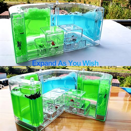 EXBEPE Ant Farm for Kids Safety and Environment Gel Ant Colony Ecosystem Terrarium, Ant Habitat Science Learning Kit(with No Ant)… - color: Green