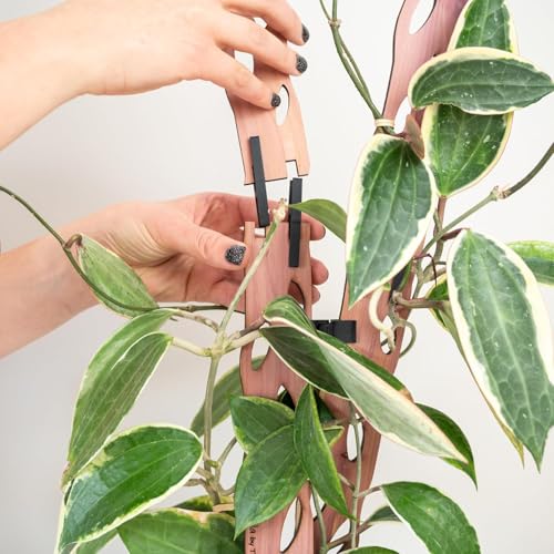 Treleaf Zella Regular Extension Kit (2 Extensions) - Wooden Extendable Plant Trellis for Indoor Climbing Houseplants - Modular Plant Support - size: Regular Extension Kit