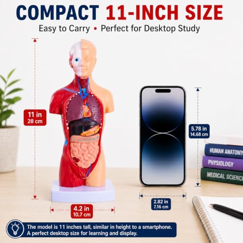 11 Inch Human Torso Anatomy Model, 15 Removable Parts