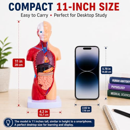 11 Inch Human Torso Anatomy Model, 15 Removable Parts
