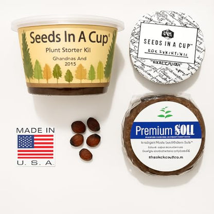 Seeds in A Cup- Tree Growing Kit (Dogwood) - style: Dogwood