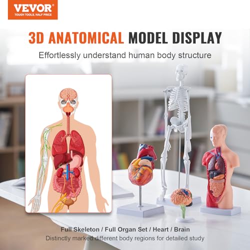 VEVOR Human Anatomy Model Bundle Set - Human Skeleton, Brain, Human Torso Body, Heart - Set of 4, Detachable Hands-on 3D Model Physiology Teaching Tools for Study and Display, with Manual - size: Short Size