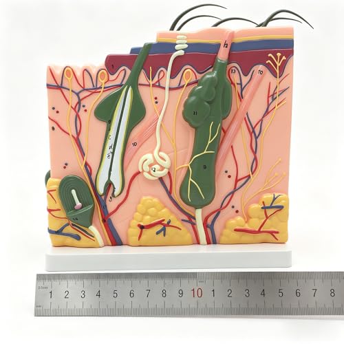50X TDOU 35/50/70 Times Human Big Anatomical Skin Magnified Tissue Structure Model with Hair 35X/50X/70X Enlarged for Biology Minimally Invasive Cosmetic Surgery Teaching Models(50X)