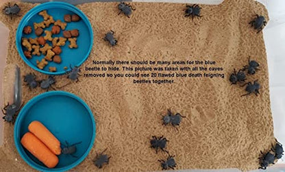 Flawed Blue Death Feigning Beetle (Group of 10) - Fun & Easy Care - Live Ironclad Beetle!