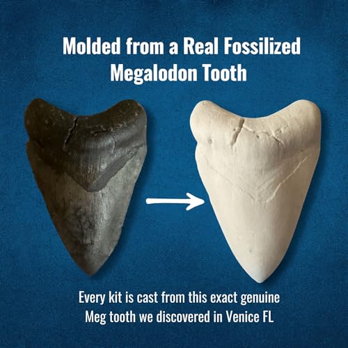 Megalodon Shark Tooth Dig Kit - Authentic Fossils Found in The USA(Megalodon Fragment Guaranteed + Lemon & Bull Shark Teeth) - Uncover Real Fossils - Perfect STEM Gift for Kids