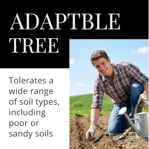 75 Black Locust Tree Seeds for Planting – Robinia pseudoacacia, Fast Growing Nitrogen Fixing Tree, Fragrant White Flowers, Rot Resistant Hardwood, Cold Hardy Outdoor Shade Tree