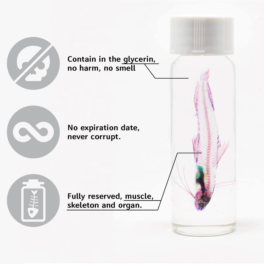 DIY Transparent Specimen Kit, Shrimp - style: DIY Kit, Shrimp