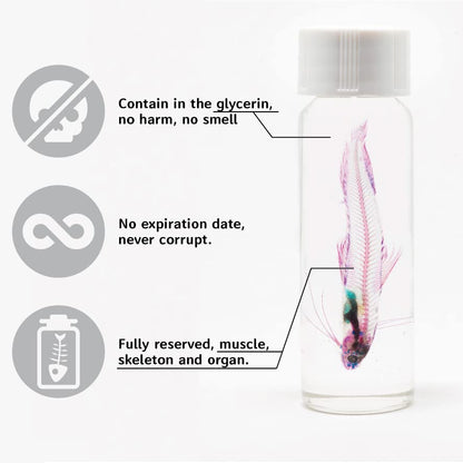 DIY Transparent Specimen Kit, Fish - style: DIY Kit, Fish