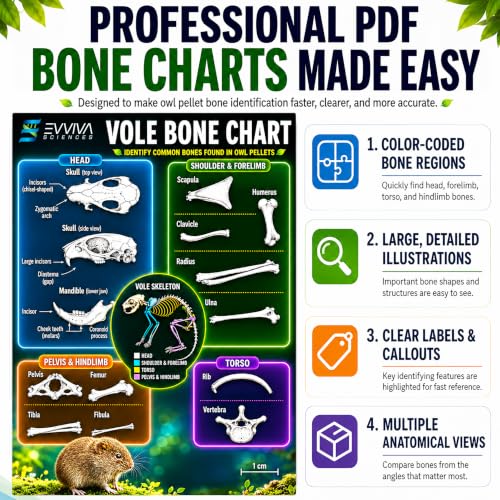 ES EVVIVA SCIENCES Owl Pellet Kit - Dissect 30 Mostly Small Real Owl Pellets w/Tools & PDF Bone Charts - Science Education Kit for Ages 15+ - Hands-On Animal Biology Science Lab Activity
