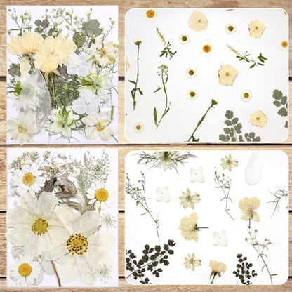 Dried Flowers for Resin - size: 80 pcs White Dried Flowers