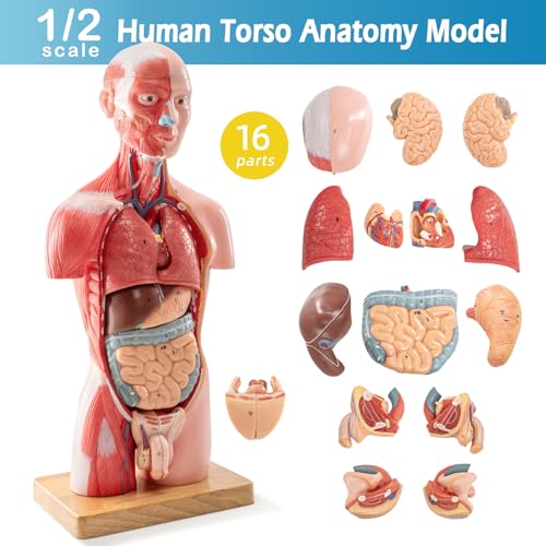 Half Life Size Human Body Model, 16 Part 17''
