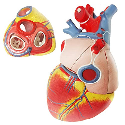 EVOTECH SCIENTIFIC Deluxe Human Heart Model with Thymus Gland & Diaphram Base, 10 Parts 1.5X Life Size Large Anatomical Heart Model for Classroom and Cardiology Study