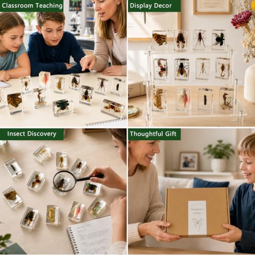 12pcs Real Insect Specimen,Taxidermy Butterfly & Insect Specimen in Resin - color: 12Pcs Insect Specimen
