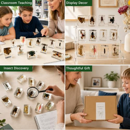 12pcs Real Insect Specimen,Taxidermy Butterfly & Insect Specimen in Resin - color: 12Pcs Insect Specimen