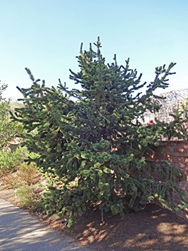 Ancient Bristlecone Pine | Tree Seed Grow Kit | The Jonsteen Company