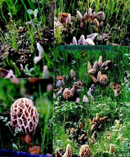 Morel Mushroom Growing Kit (Morchella)