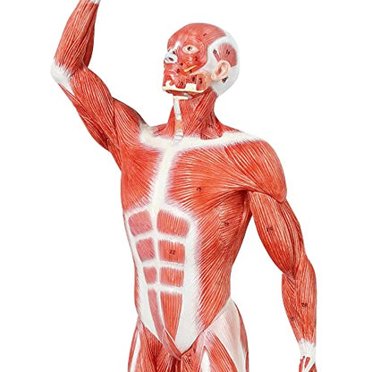 Human Muscle Model, 20" Miniature Muscular System Model - color: Human Muscle Model-1/4 Lifesize