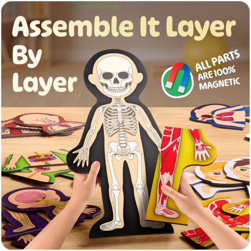 MyBODY Large Human Body Anatomy Model for Kids & Teens - Bottom-to-Top Magnetic Assembly Toy & Educational Learning Kit with Skeleton Base, 7 Puzzle Layers incl. Muscular, Digestive & Nervous Systems
