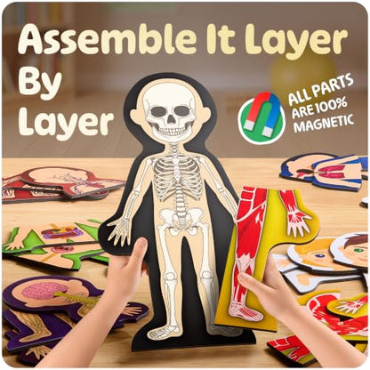 MyBODY Large Human Body Anatomy Model for Kids & Teens - Bottom-to-Top Magnetic Assembly Toy & Educational Learning Kit with Skeleton Base, 7 Puzzle Layers incl. Muscular, Digestive & Nervous Systems