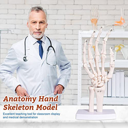 Hand Skeleton Model - Medical Human Finger Bone Anatomy Bendable Right Hand Skeleton with Articulated Joints Wrist Ulna and Radius