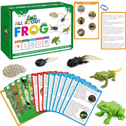 15 Frog Life Circle Flashcards with 5 Plastic Figurines, Frogs Introduction Cards Plastic Insects Tadpole to Frog Kit Toy for Kids, Adults, Animal Lovers - style: Frog