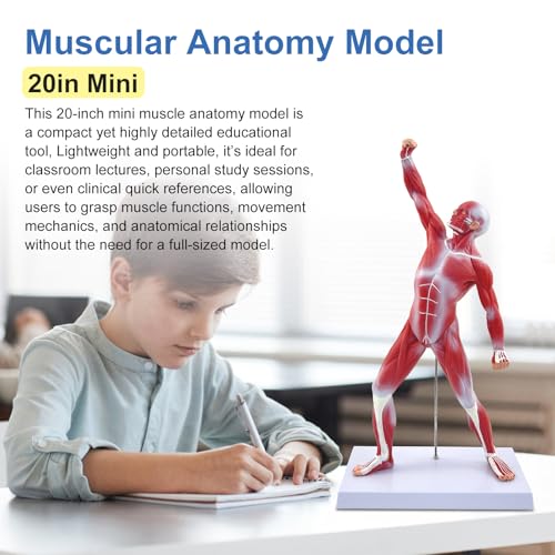 qzzXoq Human Muscle Anatomy Model, 20in Mini Muscular Anatomical Model Full Color Body Muscles System Models Human Anatomy Figure for Medical Education and Training